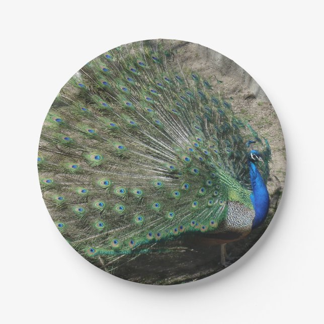 Plato De Papel Pavo Real Hermoso (Anverso)