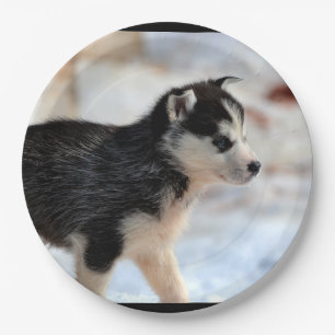 Plato De Papel perrito del husky siberiano
