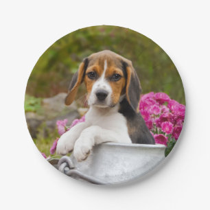 Plato De Papel Perrito tricolor lindo del perro del beagle en