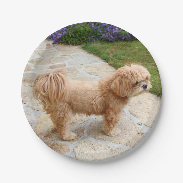 Plato De Papel Perro Apso Red Lhasa (Anverso)