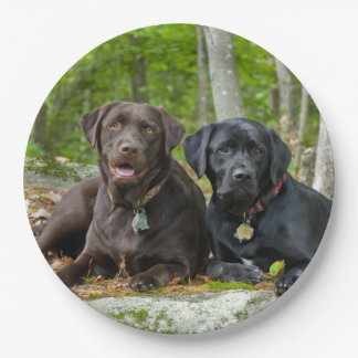 Plato De Papel Perros cachorros Black Lab Chocolate Labrador Recu