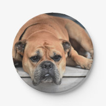 Personalizable de Bulldog continental