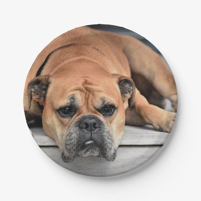 Plato De Papel Personalizable de Bulldog continental (Anverso)