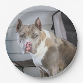 Plato De Papel Pit Bull
