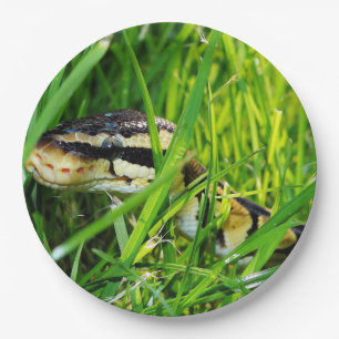 Plato De Papel pitón de la bola en grass.png
