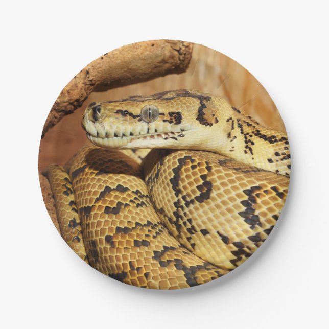 Plato De Papel pitón serpiente (Anverso)
