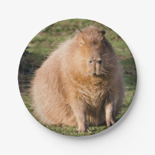 Plato De Papel Placa capibara