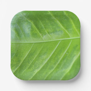 Plato De Papel Placa cuadrada de papel de 7 pulgadas con verde en