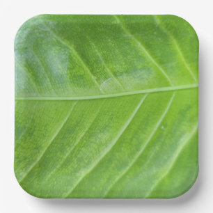 Plato De Papel Placa cuadrada de papel de 9 pulgadas con verde en
