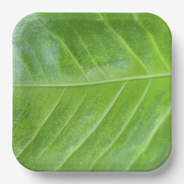 Plato De Papel Placa cuadrada de papel de 9 pulgadas con verde en (Anverso)
