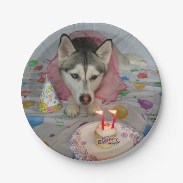 Plato De Papel Placa de cumpleaños huky siberiano y chiquito (Anverso)