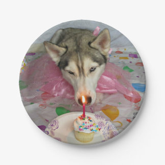 Plato De Papel Placa de cumpleaños huky siberiano y chiquito