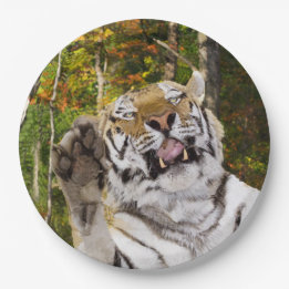 Plato De Papel Placa de fiesta de cumpleaños