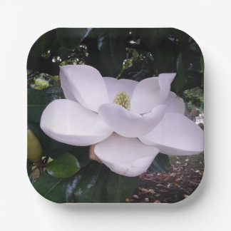 Plato De Papel Placa de papel