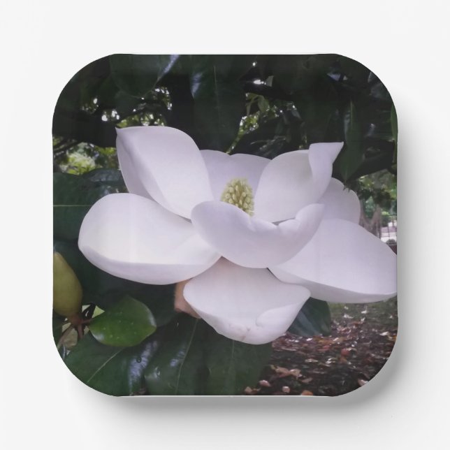 Plato De Papel Placa de papel (Anverso)