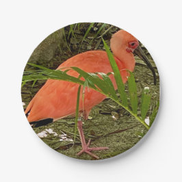 Plato De Papel placa de papel