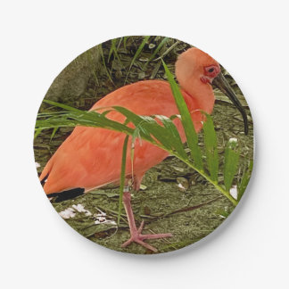 Plato De Papel placa de papel