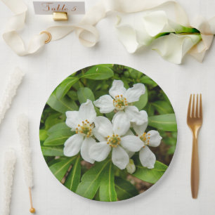 Plato De Papel Placa de papel Choisya Ternata