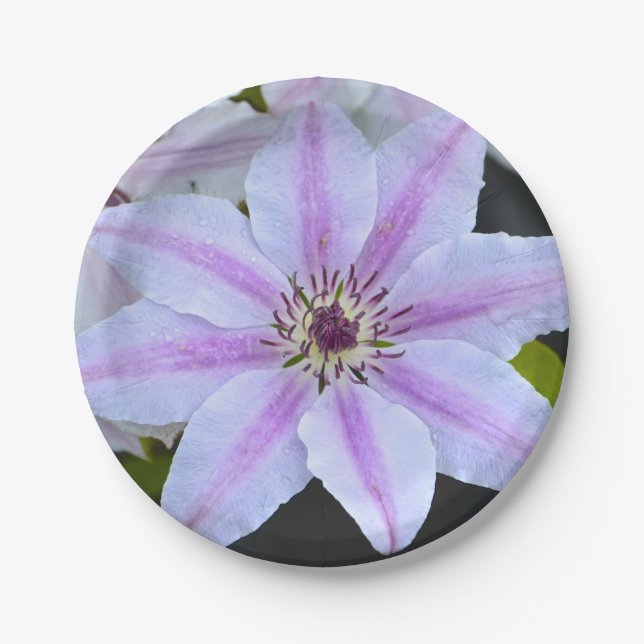 Plato De Papel Placa de papel Clematis (Anverso)