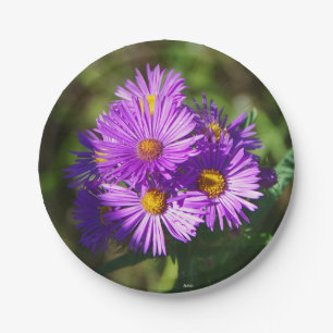 Plato De Papel Placa de papel de Aster