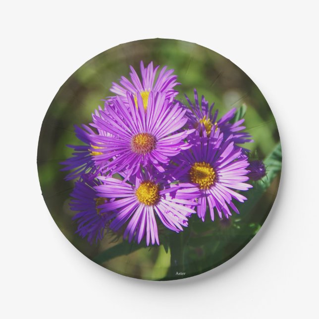 Plato De Papel Placa de papel de Aster (Anverso)