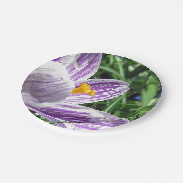 Plato De Papel Placa de papel de crocus violeta del muelle (Angular)