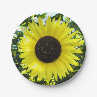 Plato De Papel Placa de papel de girasol de verano