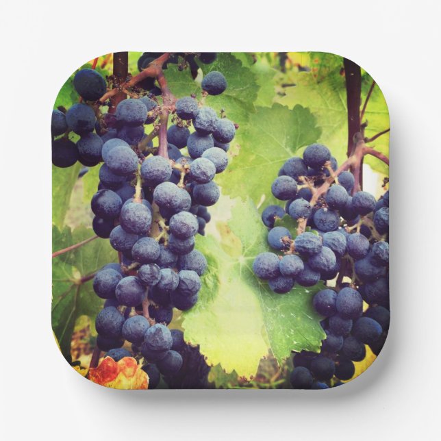 Plato De Papel Placa de papel de grapevina (Anverso)