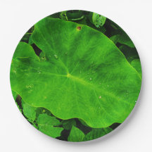 Placa de papel de hojas de naturaleza