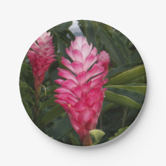 Plato De Papel Placa de papel de jengibre rojo