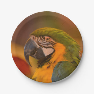Plato De Papel Placa de papel de loro