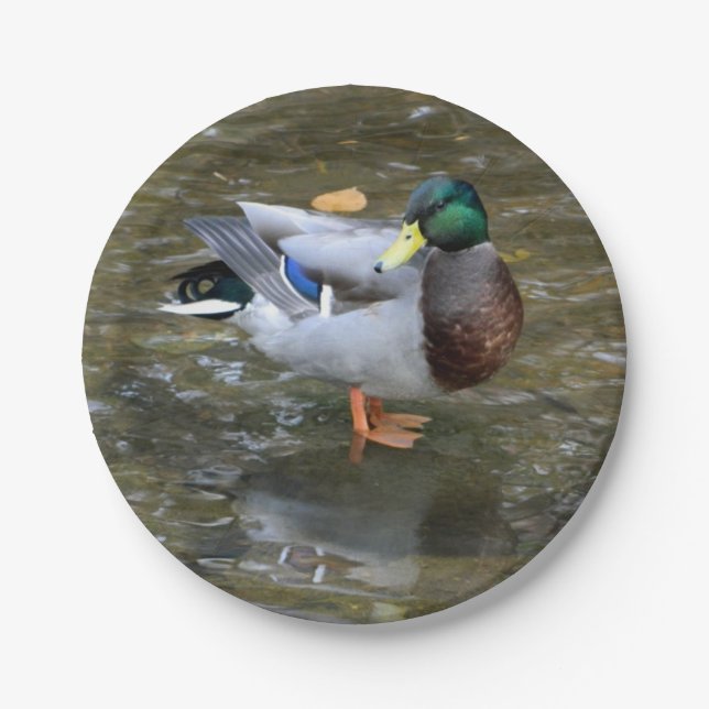 Plato De Papel Placa de papel de pato mallard (macho) (Anverso)