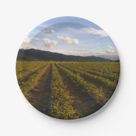 Plato De Papel placa de papel de verano