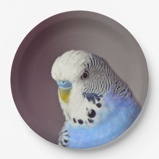 Plato De Papel Placa de papel fotográfico de bonito azul (Anverso)