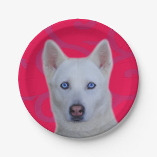 Plato De Papel Placa de papel Husky Siberiano Blanco