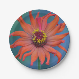 Plato De Papel Placa de papel naranja Zinnia