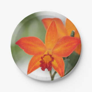 Plato De Papel Placa de papel orquídea Naranja tropical