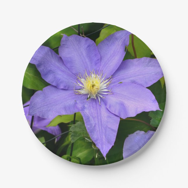Plato De Papel Placa de papel Purple Clematis (Anverso)