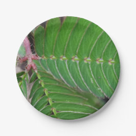 Plato De Papel Placa de papel verde encantadora