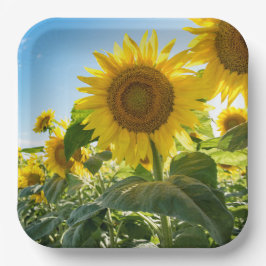 Plato De Papel Placas de papel