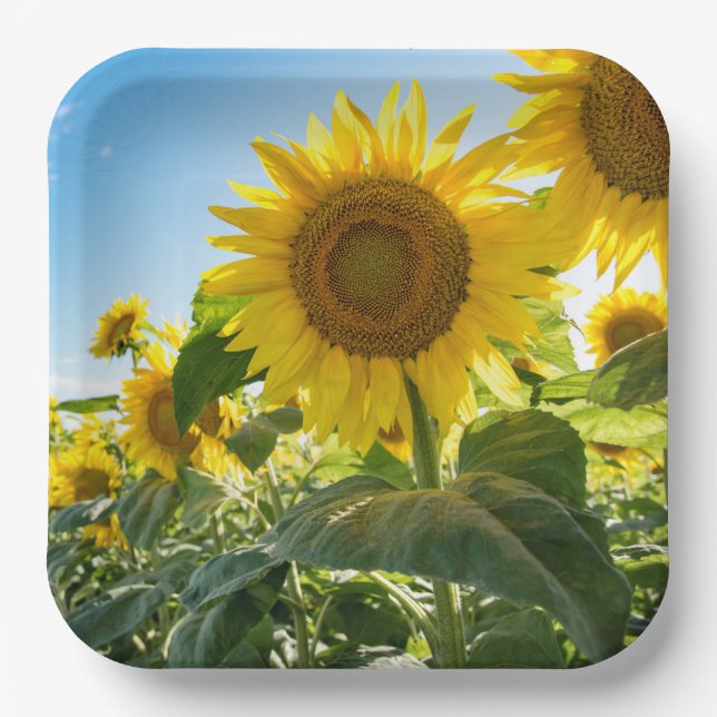 Plato De Papel Placas de papel (Anverso)