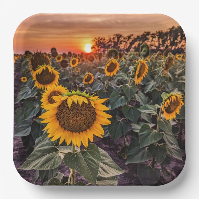 Plato De Papel Placas de papel (Anverso)