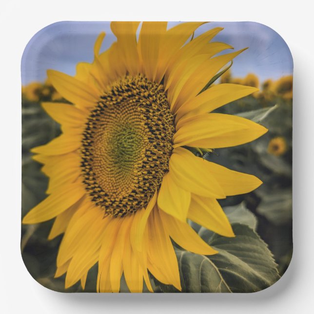 Plato De Papel Placas de papel (Anverso)