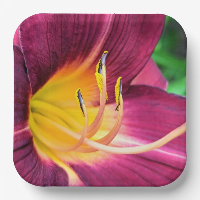 Plato De Papel Placas de papel (Anverso)