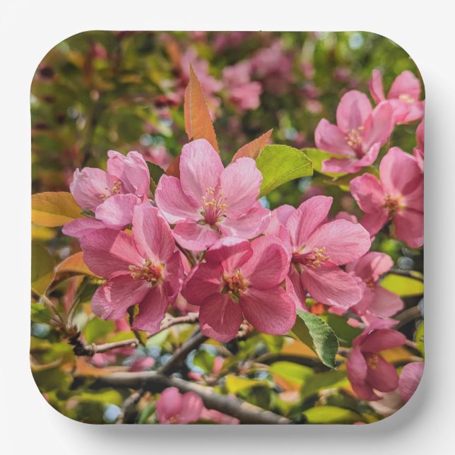 Plato De Papel Placas de papel (Anverso)