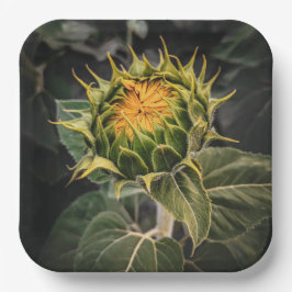 Plato De Papel Placas de papel