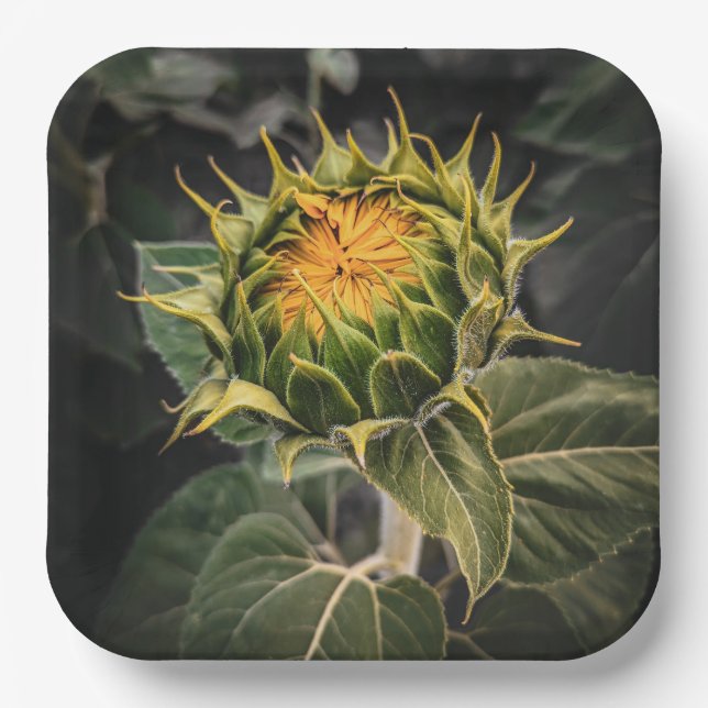 Plato De Papel Placas de papel (Anverso)