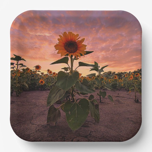 Plato De Papel Placas de papel (Anverso)