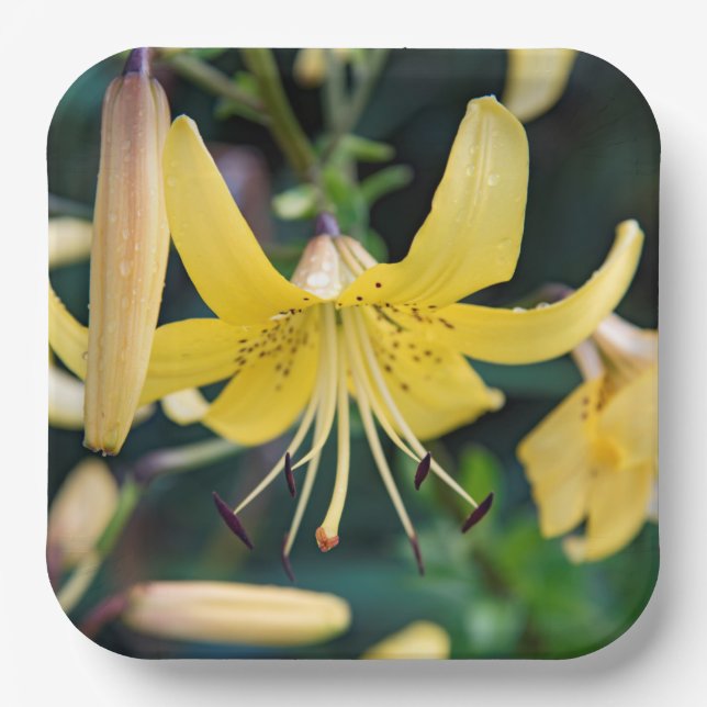 Plato De Papel Placas de papel (Anverso)