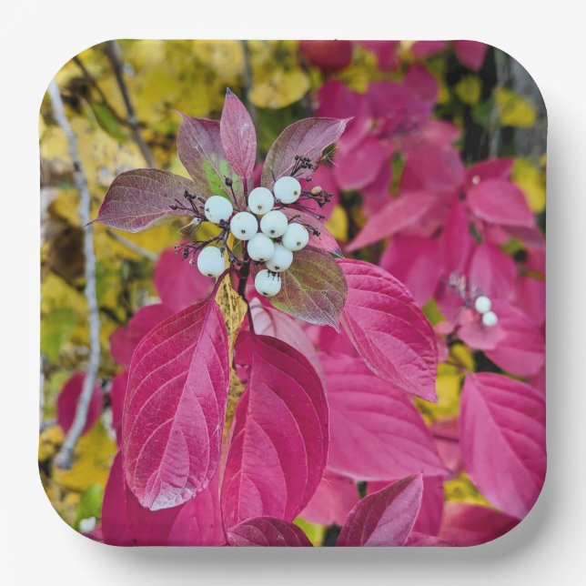 Plato De Papel Placas de papel (Anverso)